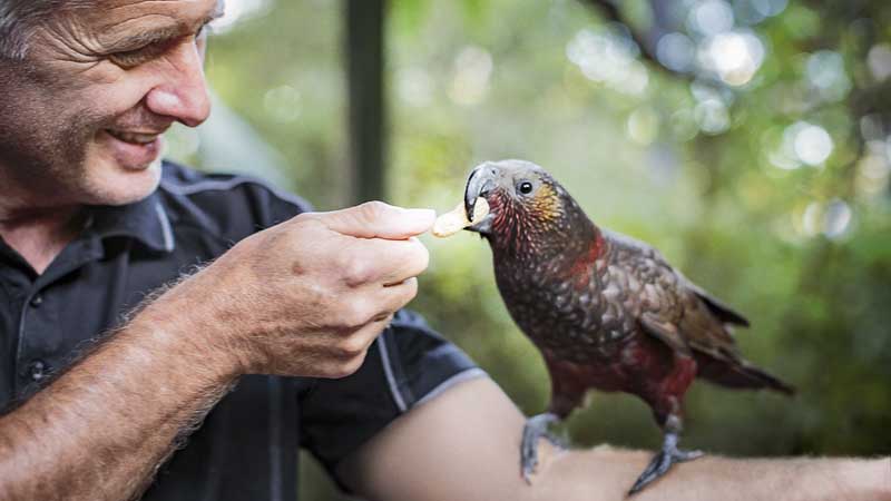 Get up close and personal to New Zealand’s best loved native animals and enjoy a fun day out with the kids at Rainbow Springs!